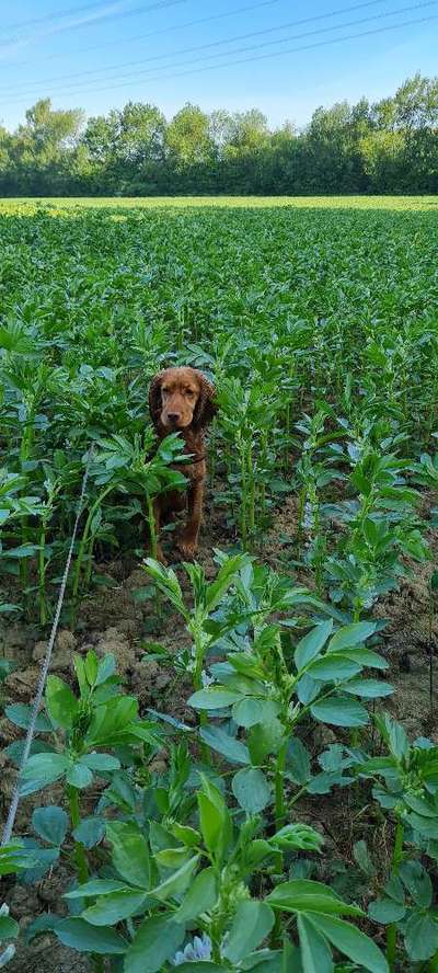 Die Dogorama Monats Challenge "Es grünt und blüht"-Beitrag-Bild