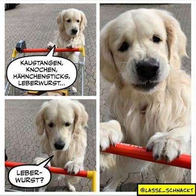 Hunde Memes-Beitrag-Bild