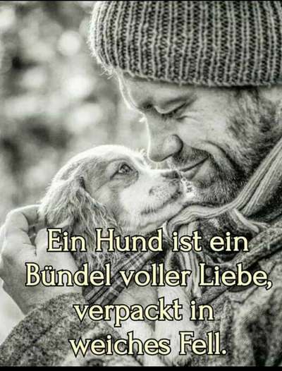 Hunde Memes-Beitrag-Bild