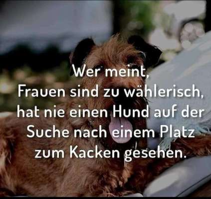 Hunde Memes-Beitrag-Bild