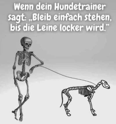 Hunde Memes-Beitrag-Bild
