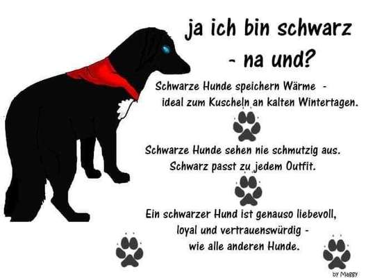 Hunde Memes-Beitrag-Bild