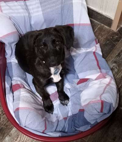 Zeigt her eure Junghunde :)-Beitrag-Bild