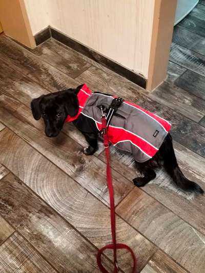 Gassi gehen im Regen-Beitrag-Bild