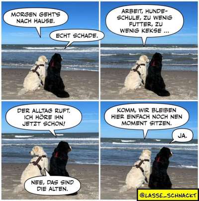 Hunde Memes-Beitrag-Bild