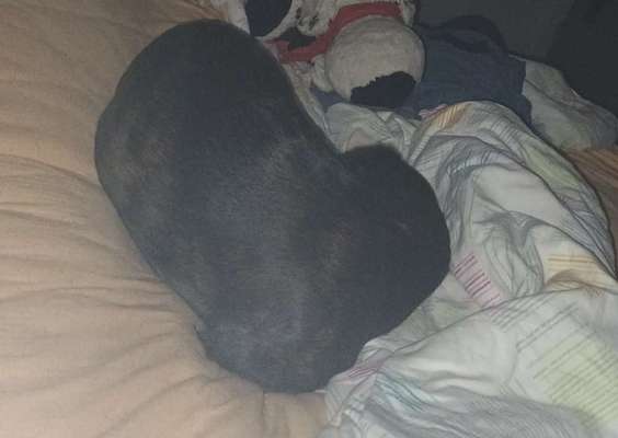 Freddys Kummerkasten-Beitrag-Bild