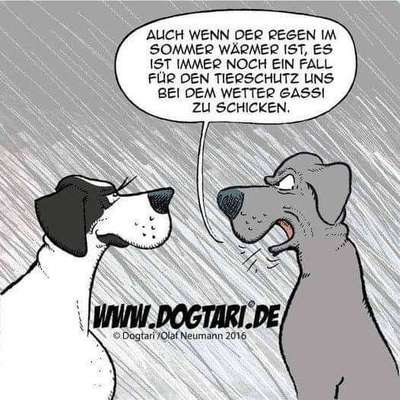 Hunde Memes-Beitrag-Bild