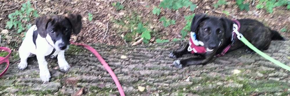 Unsere Fellnasen-Vielfalt im Überblick!-Beitrag-Bild