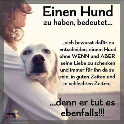 Berührende Hunde Bilder/Videos-Beitrag-Bild