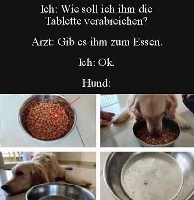 Hunde Memes-Beitrag-Bild