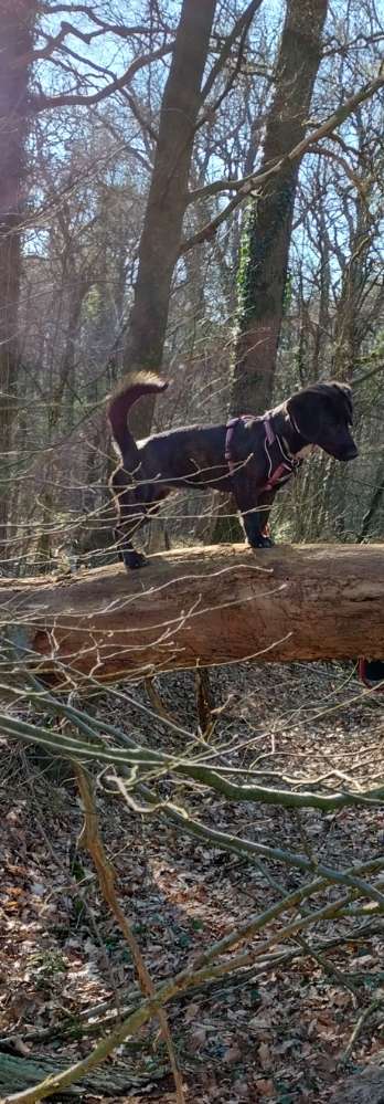 Mischlingshunde Foto Aufruf-Beitrag-Bild