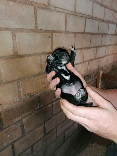 Das erste Bild eures Hundes-Beitrag-Bild