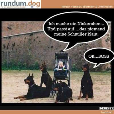Hunde Memes-Beitrag-Bild
