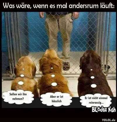 Hunde Memes-Beitrag-Bild