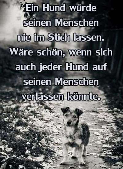 Berührende Hunde Bilder/Videos-Beitrag-Bild