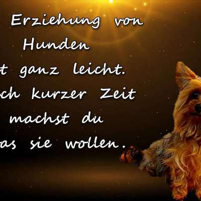 Hunde Memes-Beitrag-Bild