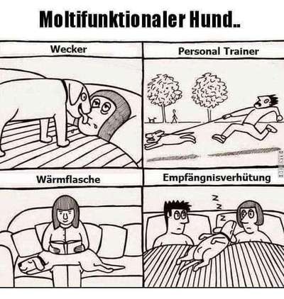 Hunde Memes-Beitrag-Bild