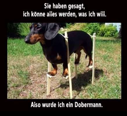 Hunde Memes-Beitrag-Bild