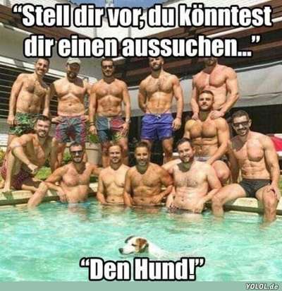 Hunde Memes-Beitrag-Bild