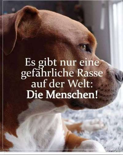 Hunde Memes-Beitrag-Bild