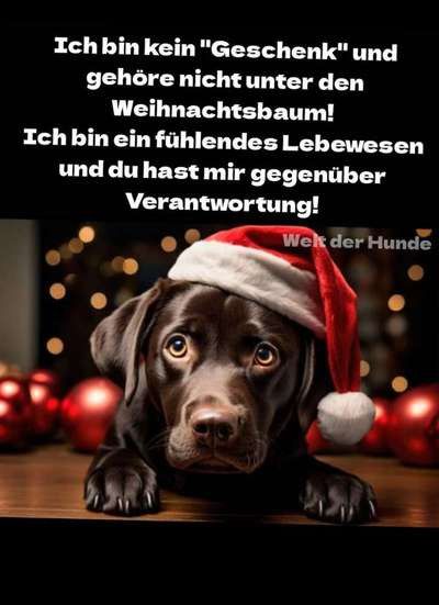 Hunde Memes-Beitrag-Bild