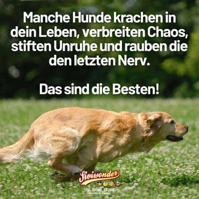 Hunde Memes-Beitrag-Bild