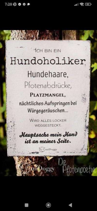 Hunde Memes-Beitrag-Bild