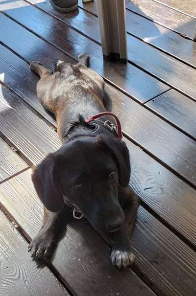 Jack Russel Dackel Mischlinge-Beitrag-Bild