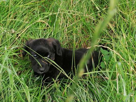 Wie seid ihr zu eurem Welpen gekommen?-Beitrag-Bild