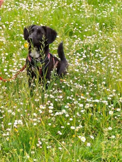 Welche Hunderasse-Beitrag-Bild