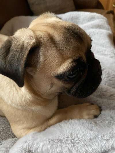 Zeigt mir die tollste Nahaufnahme von eurer Fellnase-Beitrag-Bild