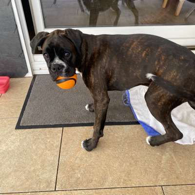 Deutsche Boxer-Beitrag-Bild