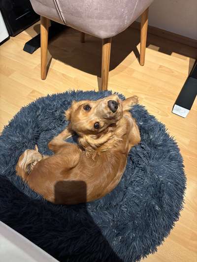 Hundetreffen-Spiel und Gassifreund/in gesucht :)-Bild