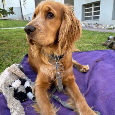 Hundetreffen-Gassifreund/in / Traingspartner/in gesucht :)-Bild