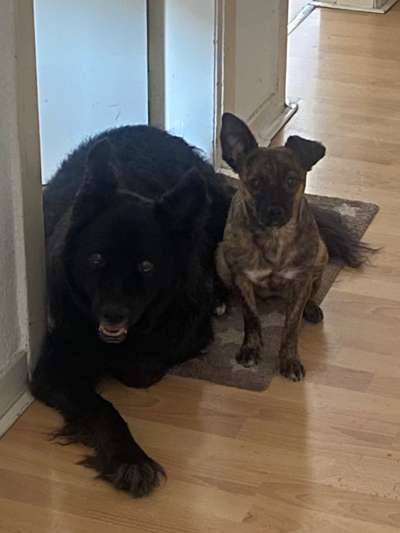 TierschutzhundeStammtisch🐕-Beitrag-Bild