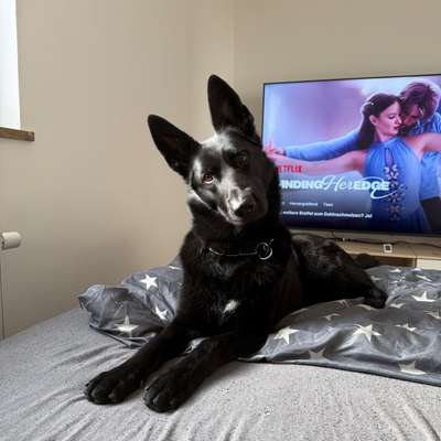 Hundetreffen-Hundebegegnungen üben gemeinsam gassi gehen üben-Bild