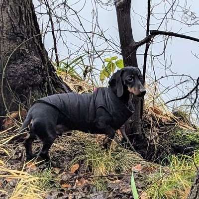 Hundetreffen-Spazieren und Spielen-Bild