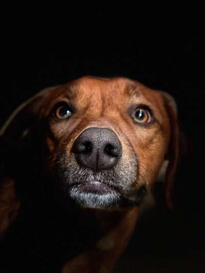 Hunde Porträt (Portrait) Galerie....-Beitrag-Bild