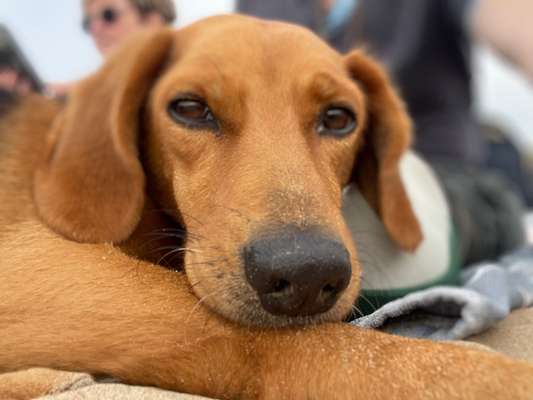 Hunde Porträt (Portrait) Galerie....-Beitrag-Bild