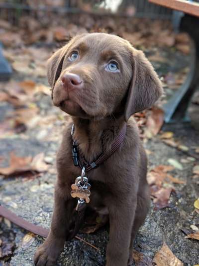 Welpen Bilder !-Beitrag-Bild