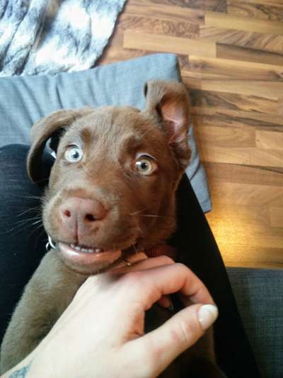 Welpen Bilder !-Beitrag-Bild