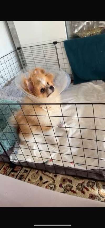 Beinbruch Post Op Zwergspitz-Beitrag-Bild