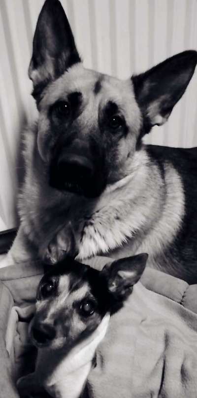 Alles rund um den Schäferhund, diskutieren erwünscht.-Beitrag-Bild