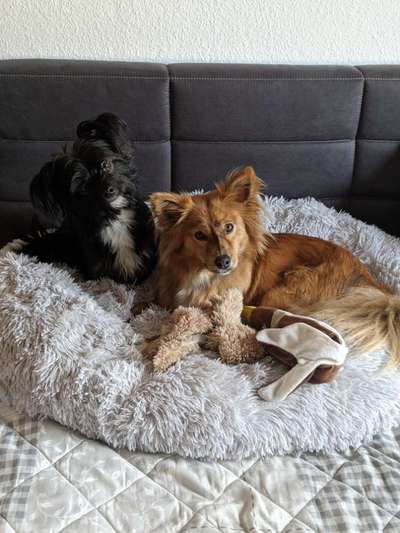 Welche Hunderasse-Beitrag-Bild