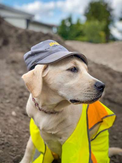 Die Dogorama Kalender Challenge Titelbild-Beitrag-Bild