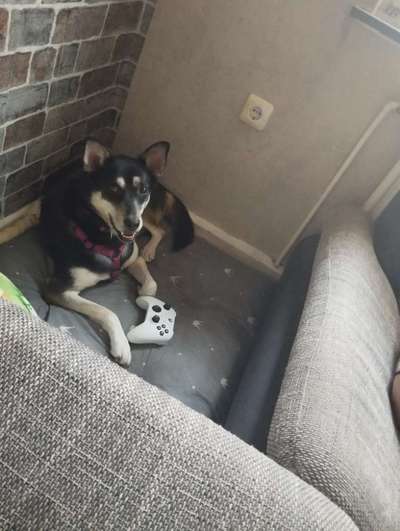 Mischlinge raten - Rätselspaß-Beitrag-Bild