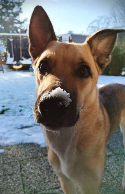 Hundetreffen-Suchen Spielpartner oder gemeinsame Gassirunden-Bild