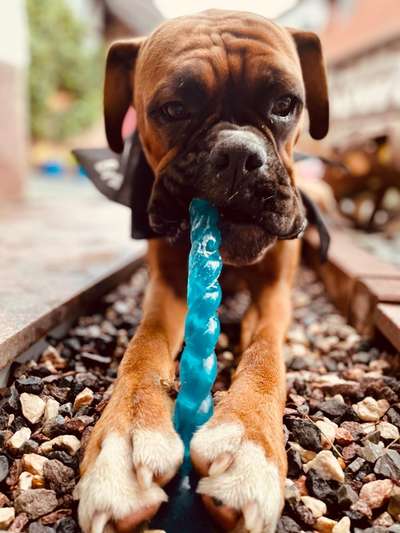 Zeig dein Hund mit seinem Lieblingsspielzeug-Beitrag-Bild