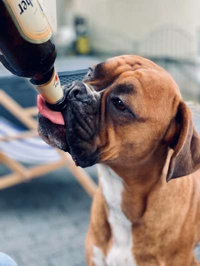 Fotochallenge Nr. 59 - Mein Hund zeigt die Zunge-Beitrag-Bild