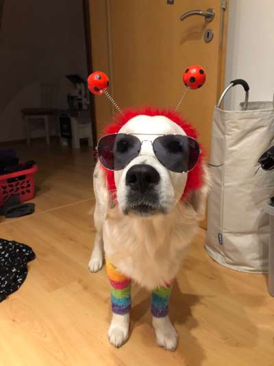 Hier ist der Spaßthread. Zum Schmunzeln und Kaputtlachen-Beitrag-Bild